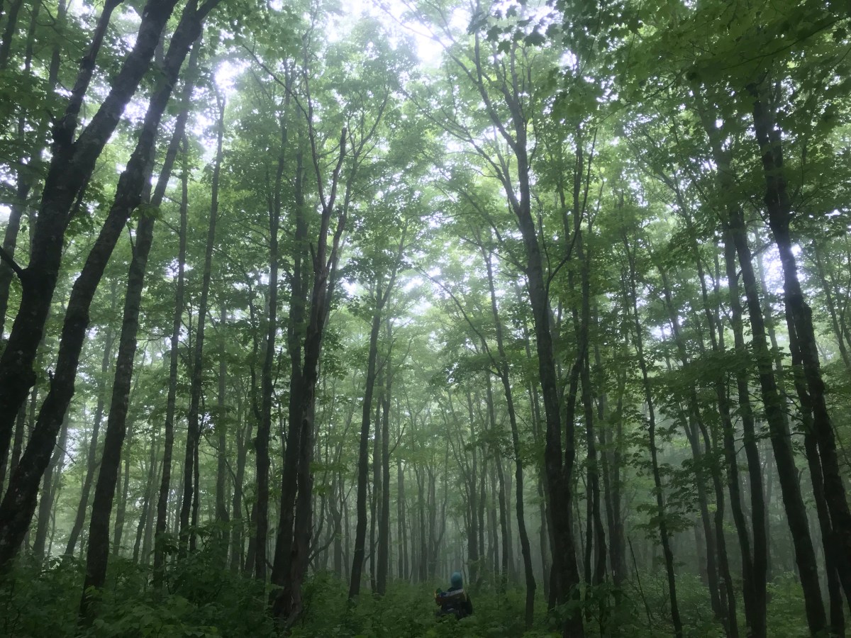 Ect Inner Spring&nbsp;1